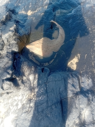 Lesser Guitarfish