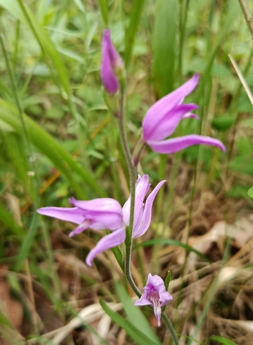Red Helleborine