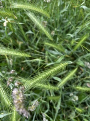 Hordeum secalinum, photograph author not stated, no rights reserved