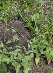 Saussurea controversa