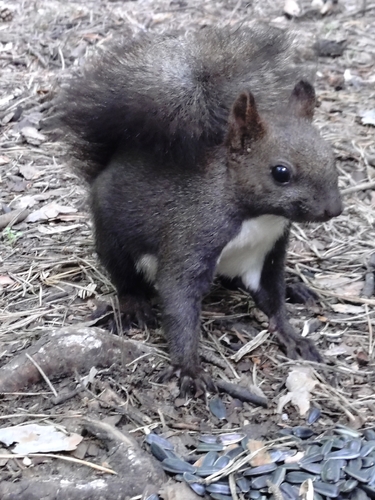 Eurasian Red Squirrel