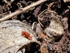 Trombidiidae