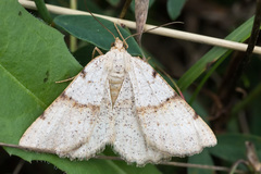 Selidosema brunnearia