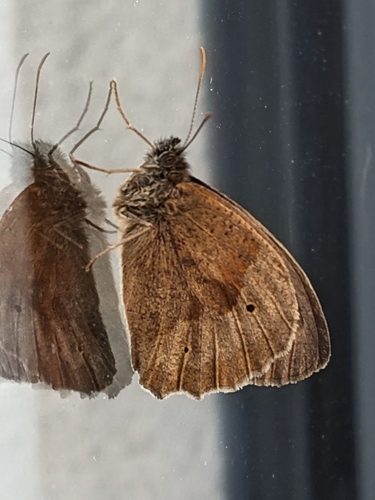 Meadow Brown