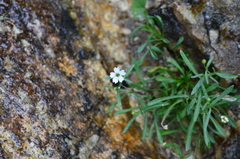 Heliosperma pusillum