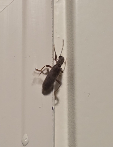 Cymatodera