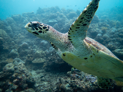Hawksbill Sea Turtle