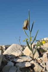 Fritillaria acmopetala