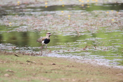 Vanellus chilensis