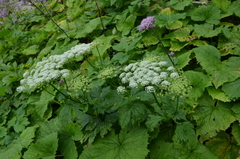 Peucedanum ostruthium