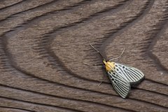 Tyspanodes hypsalis
