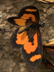 Acraea bonasia