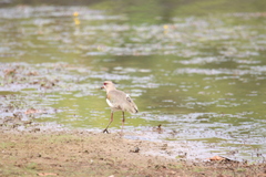 Vanellus chilensis