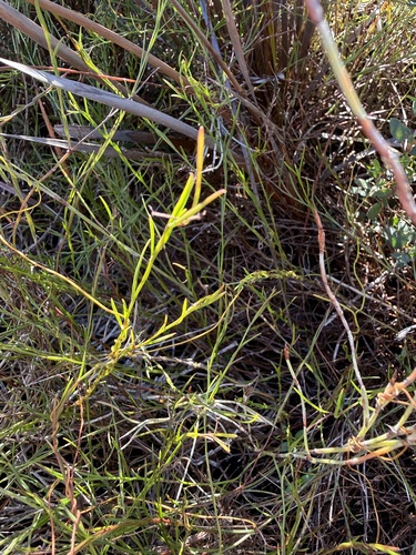 Platysace heterophylla observed 2026-06-12