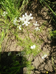 Scandix blepharicarpa