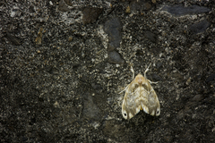 Euproctis kanshireia