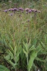 Saussurea parviflora