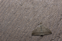 Zanclognatha subtriplex