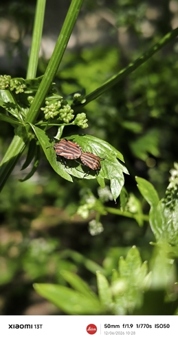 European Striped Shield Bug
