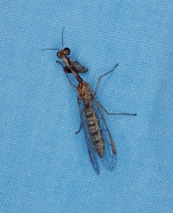 Mantispinae