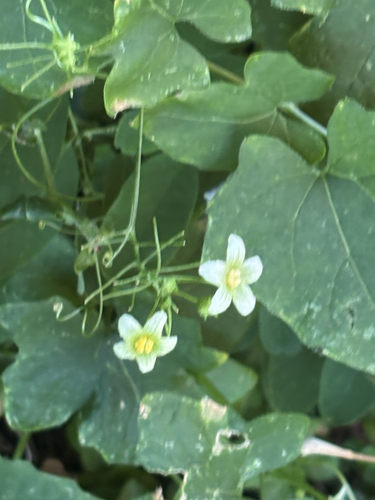 White Bryony