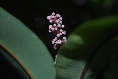 Labisia pumila