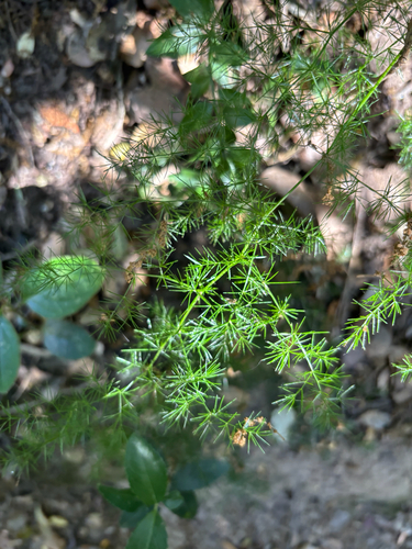 Spiny Asparagus