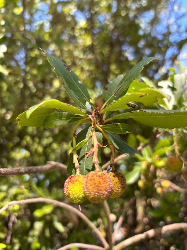 strawberry tree