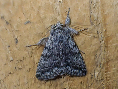 Pleromelloida conserta