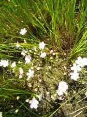 Eremogone minuartioides