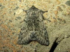 Pleromelloida conserta