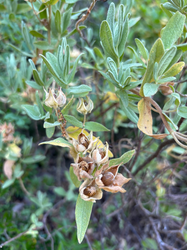 Grey-leaved Cistus