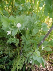 Lotus conimbricensis