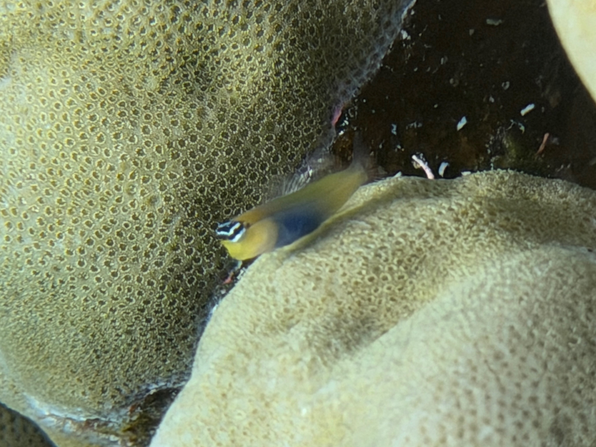 Bluebelly Blenny photo 5