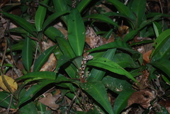 Labisia pumila