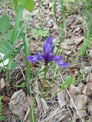 Iris uniflora, photograph (c) Святослав Власенко, some rights reserved (CC BY)