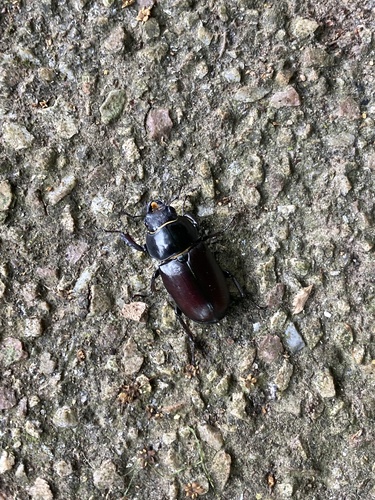 European Stag Beetle