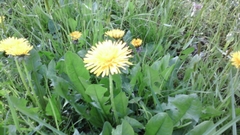 Taraxacum
