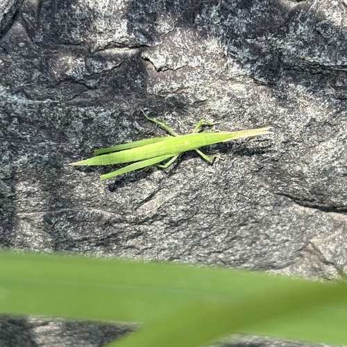 Oriental Longheaded Locust