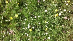 Bellis perennis
