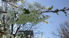 Prunus avium