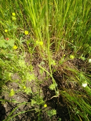 Ranunculus arvensis