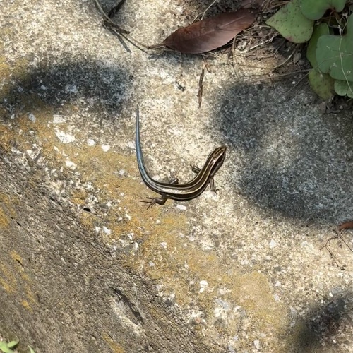 Japanese five-lined skink