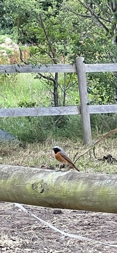 Common Redstart