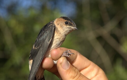 European Red-rumped Swallow
