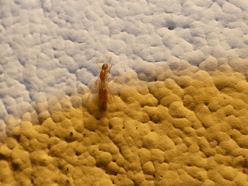 Molesta-group Thief Ants