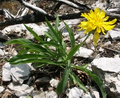 Scorzonera glabra