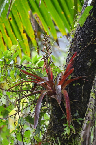 Image of Werauhia sintenisii by (c) Jason Grant, some rights reserved (CC BY)
