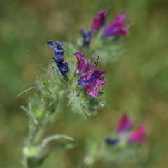 Echium plantagineum