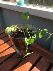 Pilea peperomioides